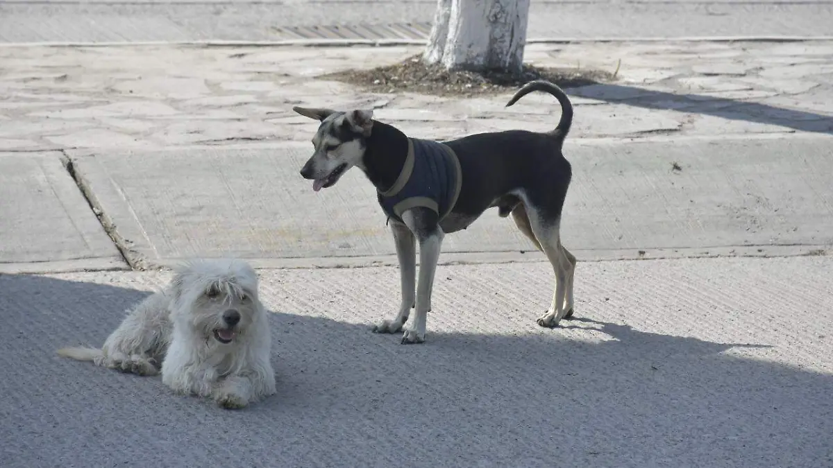 perro perros perritos mascotas